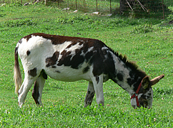 Deckhengst Albert