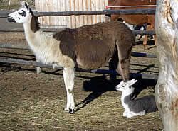 Tiere im Eselpark Maltatal