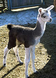 Tiere im Eselpark Maltatal