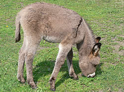 Tiere im Eselpark