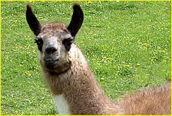 Lama