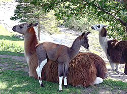 Tiere im Eselpark Maltatal