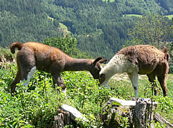 Tiere im Eselpark / Maltatal
