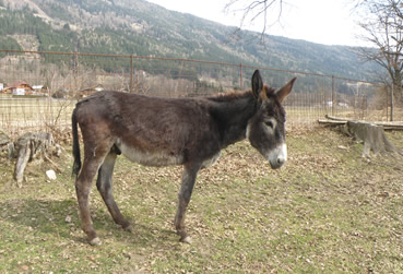 Deckhengst Max