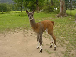 Tiere im Eselpark Maltatal