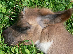 Tiere im Eselpark Maltatal
