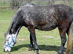 Tiere im Eselpark Maltatal