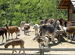 Tiere im Eselgest&uuml;t