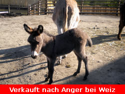 Edikt