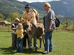 Tiere im Eselpark Maltatal