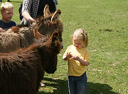 Tiere im Eselpark Maltatal