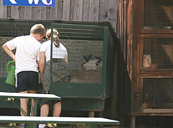 Tiere im Eselpark Maltatal