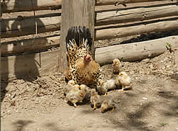 Tiere im Eselpark Maltatal