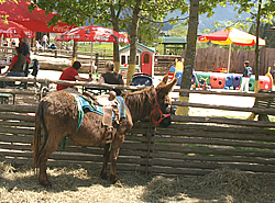 Tiere im Eselpark Maltatal