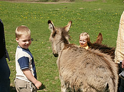 Tierhaltung im Eselpark