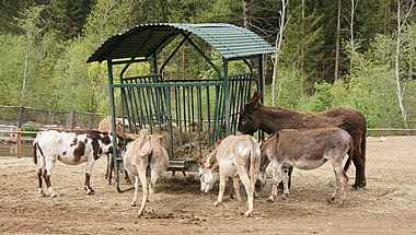 Eselpark Maltatal
